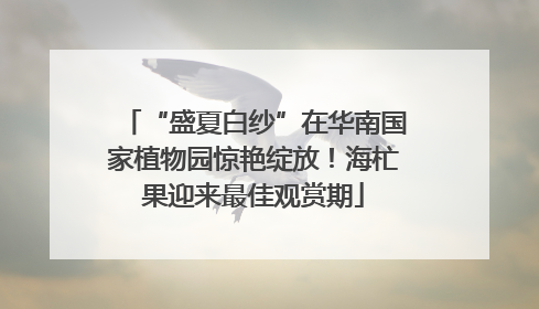 “盛夏白纱”在华南国家植物园惊艳绽放！海杧果迎来最佳观赏期