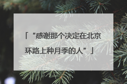 “感谢那个决定在北京环路上种月季的人”