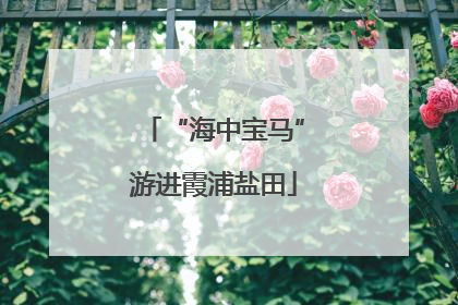 “海中宝马”游进霞浦盐田
