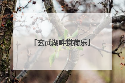 玄武湖畔赏荷乐