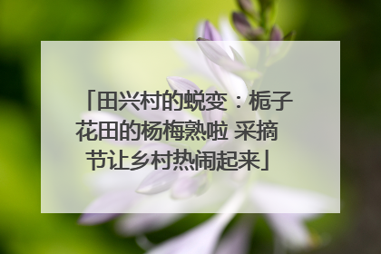 田兴村的蜕变：栀子花田的杨梅熟啦 采摘节让乡村热闹起来