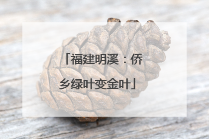 福建明溪：侨乡绿叶变金叶