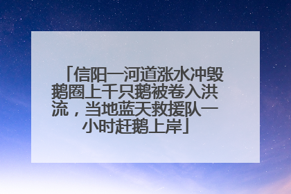 信阳一河道涨水冲毁鹅圈上千只鹅被卷入洪流，当地蓝天救援队一小时赶鹅上岸