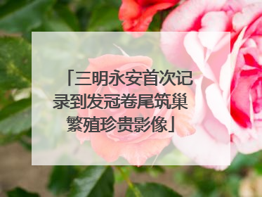 三明永安首次记录到发冠卷尾筑巢繁殖珍贵影像