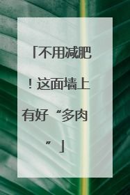 不用减肥！这面墙上有好“多肉”