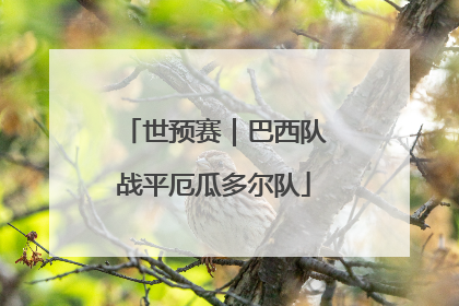世预赛｜巴西队战平厄瓜多尔队