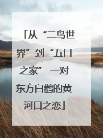 从“二鸟世界”到“五口之家” 一对东方白鹳的黄河口之恋