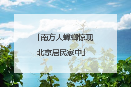 南方大蟑螂惊现北京居民家中