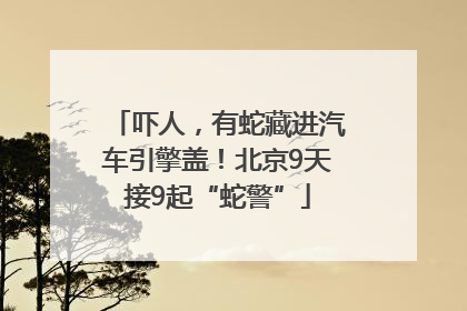 吓人，有蛇藏进汽车引擎盖！北京9天接9起“蛇警”