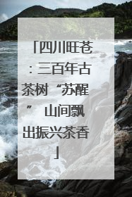 四川旺苍：三百年古茶树“苏醒” 山间飘出振兴茶香
