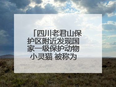 四川老君山保护区附近发现国家一级保护动物小灵猫 被称为“生态试纸”