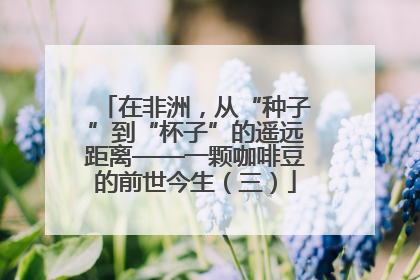 在非洲，从“种子”到“杯子”的遥远距离——一颗咖啡豆的前世今生（三）