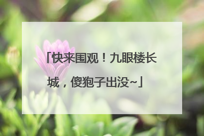 快来围观！九眼楼长城，傻狍子出没~