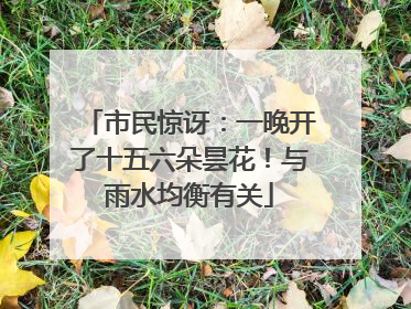 市民惊讶：一晚开了十五六朵昙花！与雨水均衡有关