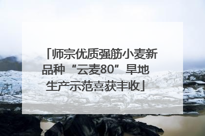 师宗优质强筋小麦新品种“云麦80”旱地生产示范喜获丰收