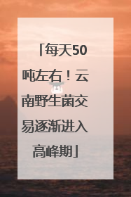每天50吨左右！云南野生菌交易逐渐进入高峰期
