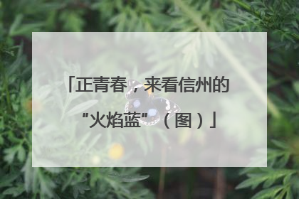 正青春，来看信州的“火焰蓝”（图）