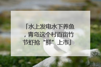 水上发电水下养鱼，青岛这个村百亩竹节虾抢“鲜”上市