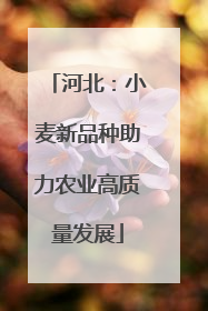河北：小麦新品种助力农业高质量发展