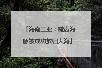 海南三亚：糙齿海豚被成功放归大海