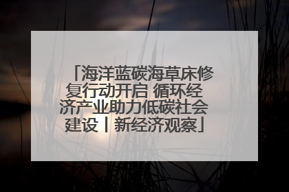 海洋蓝碳海草床修复行动开启 循环经济产业助力低碳社会建设丨新经济观察