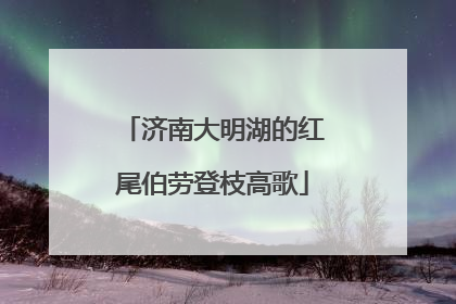 济南大明湖的红尾伯劳登枝高歌