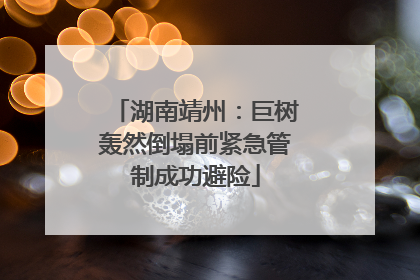 湖南靖州：巨树轰然倒塌前紧急管制成功避险