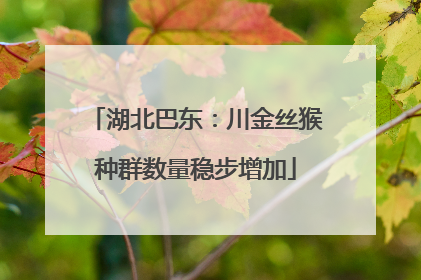 湖北巴东：川金丝猴种群数量稳步增加
