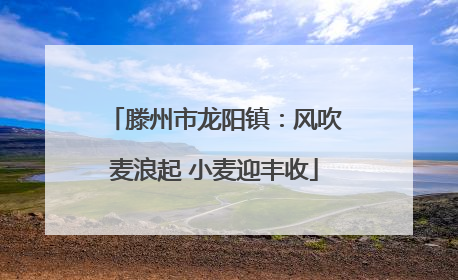 滕州市龙阳镇：风吹麦浪起 小麦迎丰收