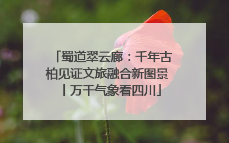 蜀道翠云廊：千年古柏见证文旅融合新图景丨万千气象看四川