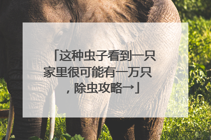 这种虫子看到一只家里很可能有一万只，除虫攻略→