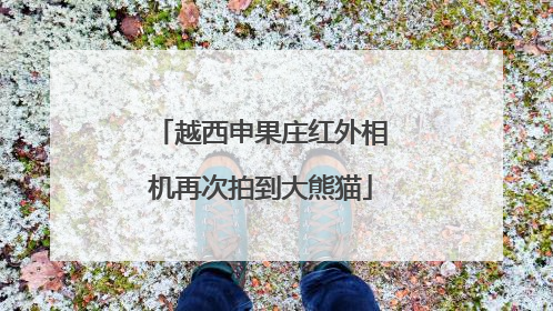 越西申果庄红外相机再次拍到大熊猫