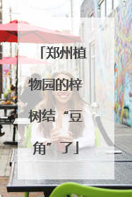 郑州植物园的梓树结“豆角”了