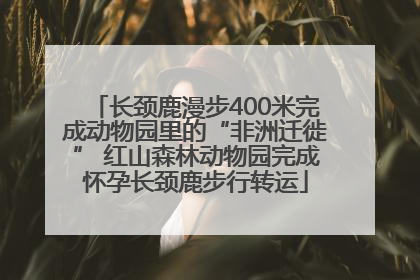 长颈鹿漫步400米完成动物园里的“非洲迁徙” 红山森林动物园完成怀孕长颈鹿步行转运