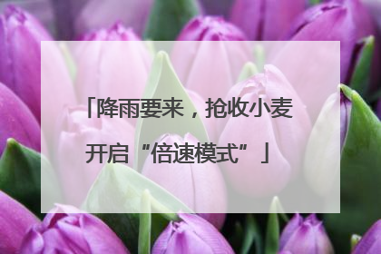 降雨要来，抢收小麦开启“倍速模式”