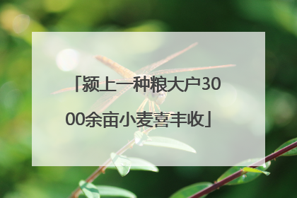 颍上一种粮大户3000余亩小麦喜丰收