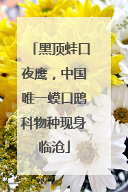 黑顶蛙口夜鹰，中国唯一蟆口鸱科物种现身临沧