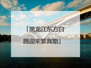 黑龙江东方白鹳迎来繁育期